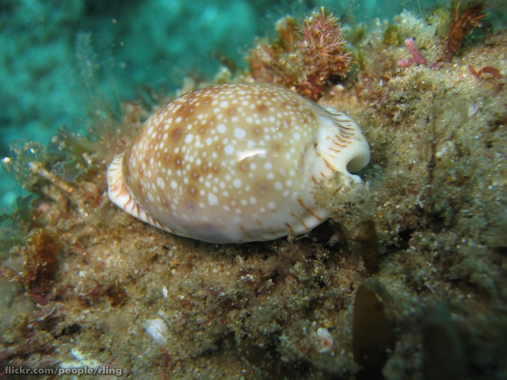 Cypraea erosa